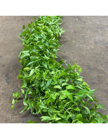 wholesale southern smilax for weddings and events.