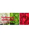 Christmas pack hydrangea