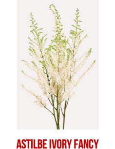 Astilbe IVORY 60 / 120 stems