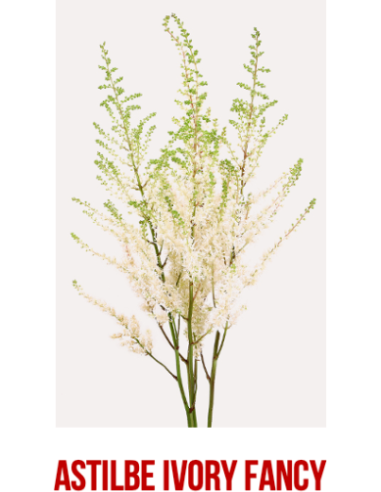 Wholesale Ivory Astilbe - 60/120 Stems Bulk | Florasource