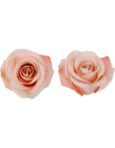 Ocean Mist Apricot Roses