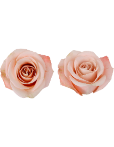 Ocean Mist Apricot Roses and other Purchase Wholesale apricot rose. Free Returns & Net 60 Terms on Faire trending on Faire.