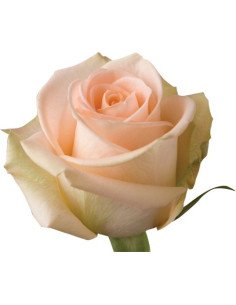 Tiffany Peach Roses 2