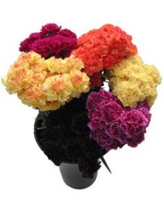 Carnations