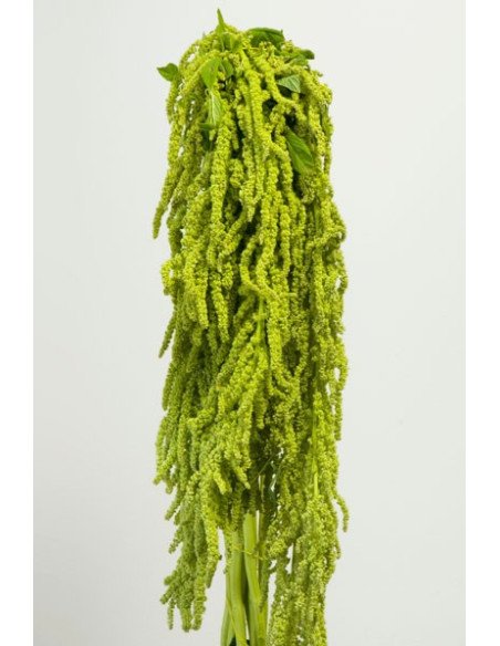 Amaranthus Hanging