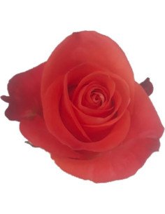 Super Wow Orange  Rose 2