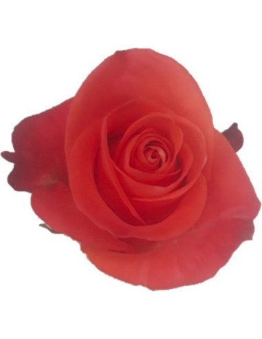 Super Wow Orange  Rose