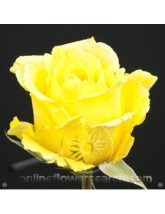 Storm Yellow Rose 2