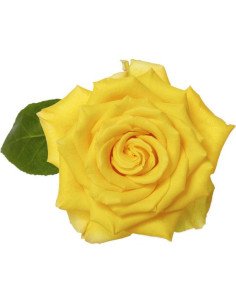 Stardust Yellow Rose 2