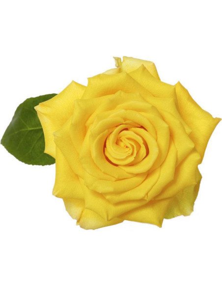 Stardust Yellow Rose