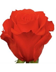 Star 2000 Orange Rose 2