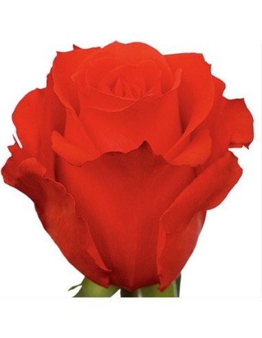 Star 2000 Orange Rose