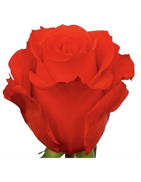 Star 2000 Orange Rose