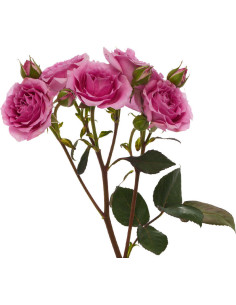 Spray Roses Lavender Blue Moon 100 Stems 2