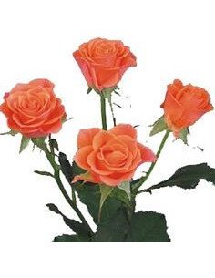 Spray Roses Solid Orange By the Box 10 BUnches 2