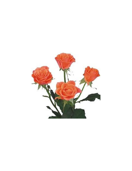 Spray Rose Solid Orange By the Box 100 stems
