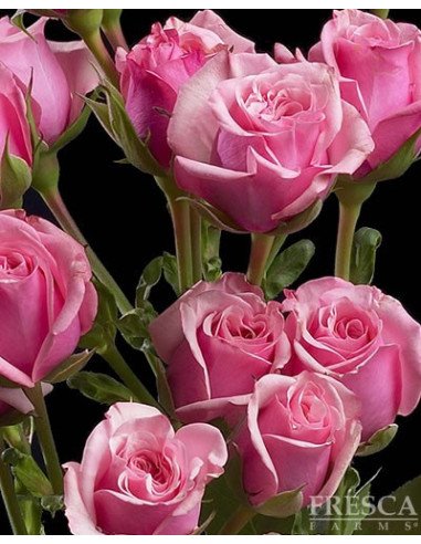 Spray Rose Solid Medium PInk By the Box 100 stems