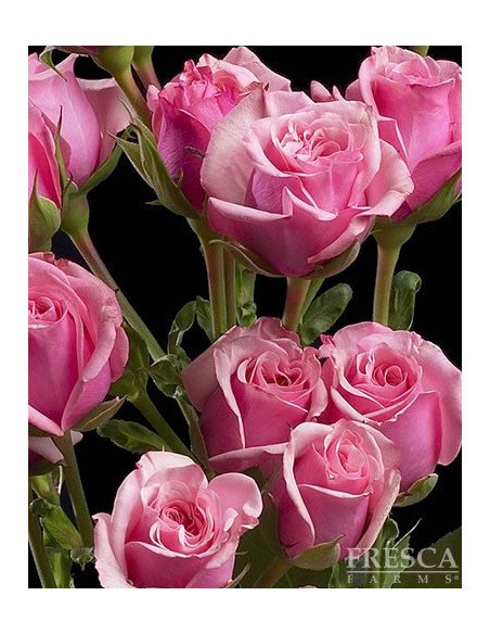 Spray Rose Solid Medium PInk By the Box 100 stems