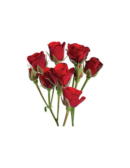 Spray Rose Red Scarlet 60cm / 100 Stems