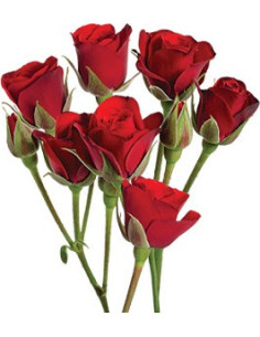 Spray Rose Red Rubicon 60cm / 120 Stems 2