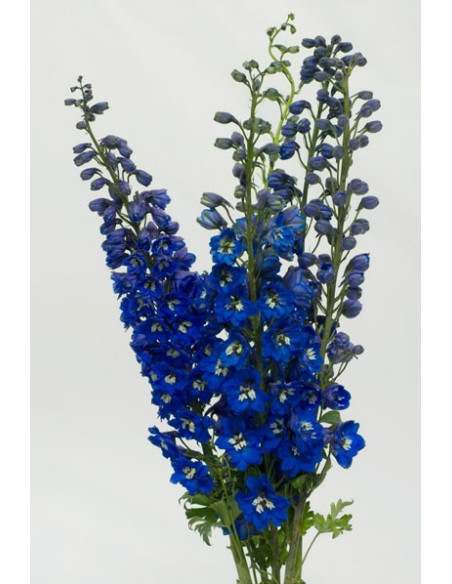 Delphinium Hybrid