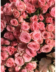 Spray Rose Medium Pink Lydia 100 Stems 2