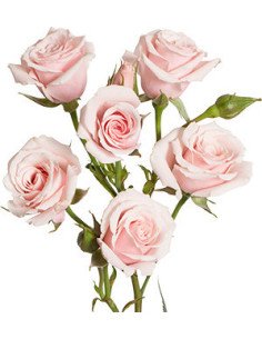 Spray Rose Light Pink /  Star Blush / 100 Stems 2