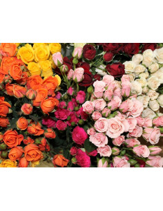 Spray Roses Assorted By the Box 10 BUnches 2