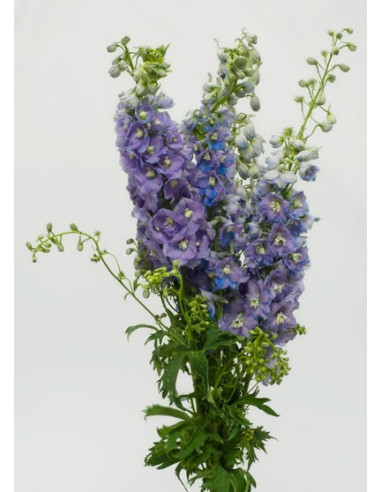 Delphinium Hybrid