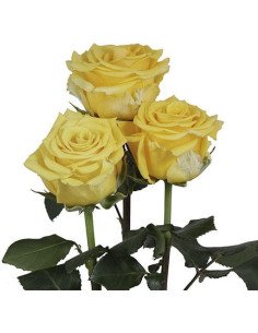 Sonrisa Yellow Rose 2