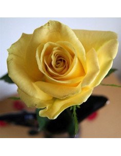 Skyline Yellow Rose 2