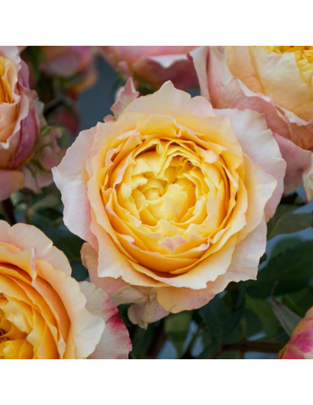 Shine On Peach Roses