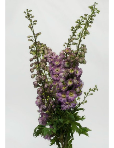 Delphinium Hybrid