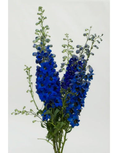 Delphinium Hybrid
