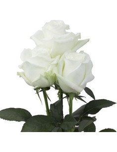 Proud White Rose 2