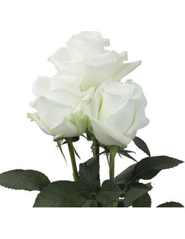 Proud White Rose 100 stems
