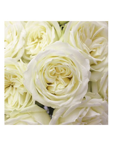 Polo White Rose 100 stems Polo White Rose 100 stems