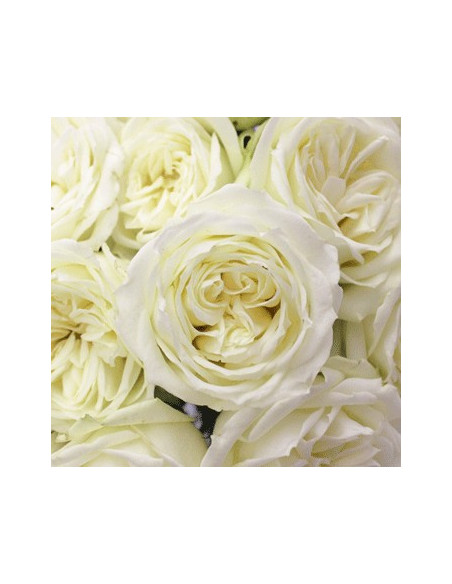 Polo White Rose 100 stems