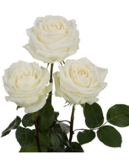 Polar Star White Rose 100 stems