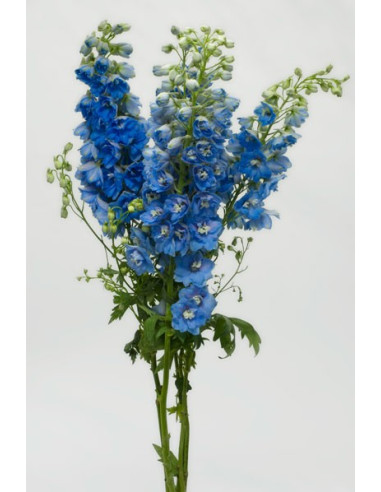 Delphinium Hybrid