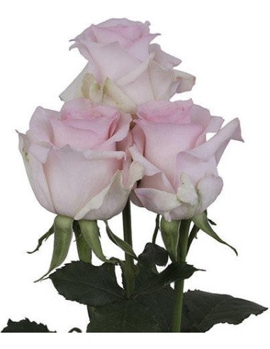 Nena Pink Rose 50 / 100 / 200 stems Nena Pink Rose 50 / 100 / 200 stems