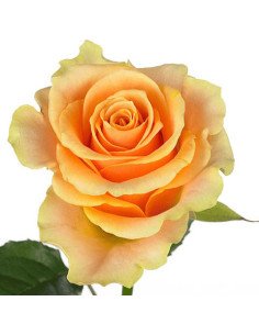 Nectarine Peach Roses 2