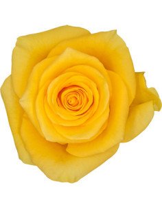 Momentum yellow Rose 2