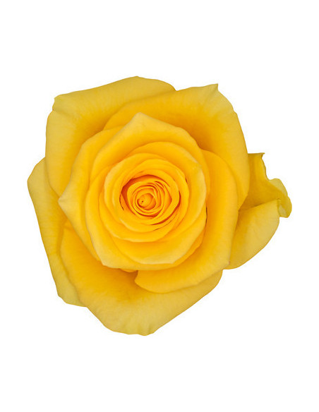 Momentum yellow Rose