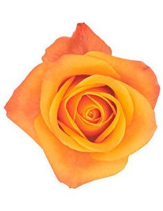 Mango Aloha Yellow Rose 2