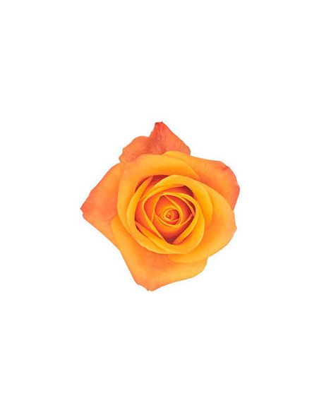 Mango Aloha Yellow Rose