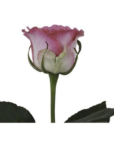 Malibu Pink Rose 50 / 100 / 200 stems Malibu Pink Rose 50 / 100 / 200 stems