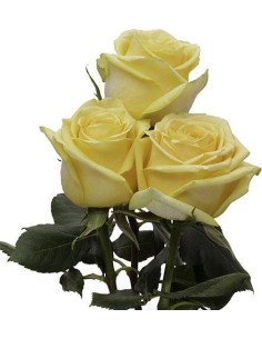 Hummer Yellow Rose 2