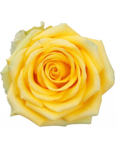 High and Exotic Yellow Rose