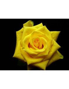 Coral Yellow Rose 2